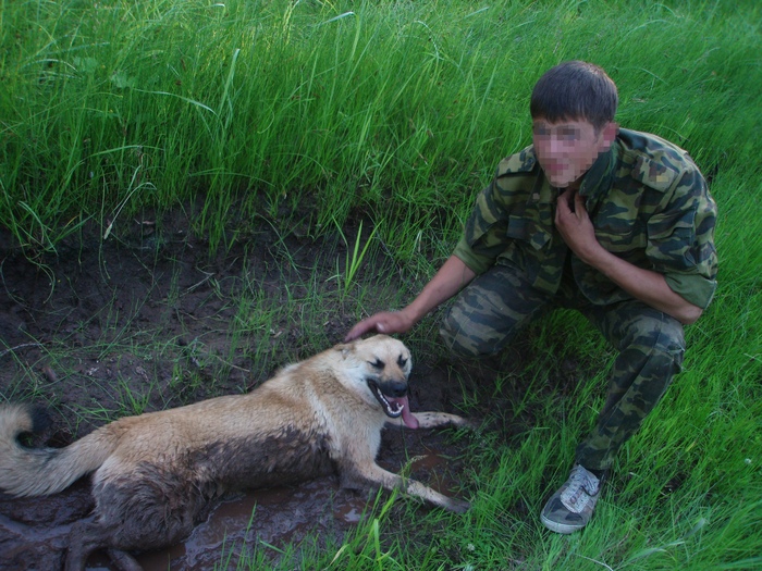 Ответ на пост «Довольная собака»