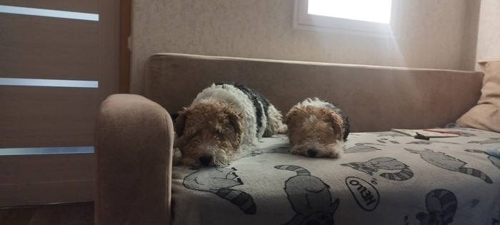 Ответ на пост «Довольная собака»