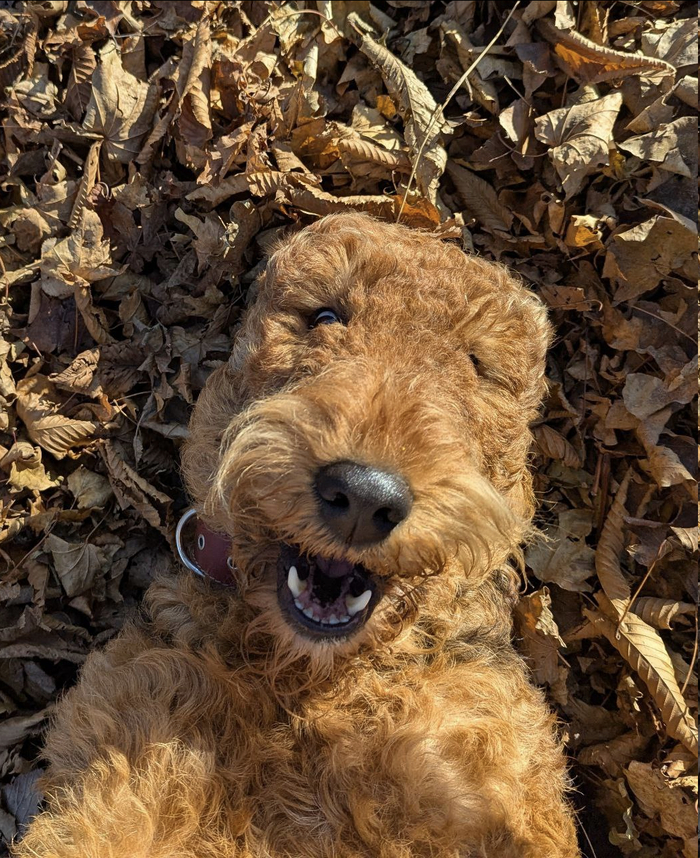 Ответ на пост «Довольная собака»