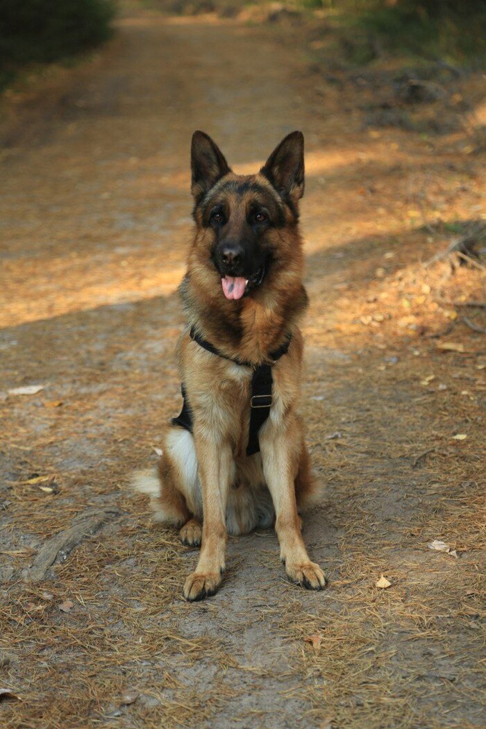 Ответ на пост «Довольная собака»