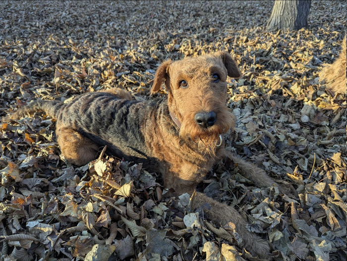 Ответ на пост «Довольная собака»