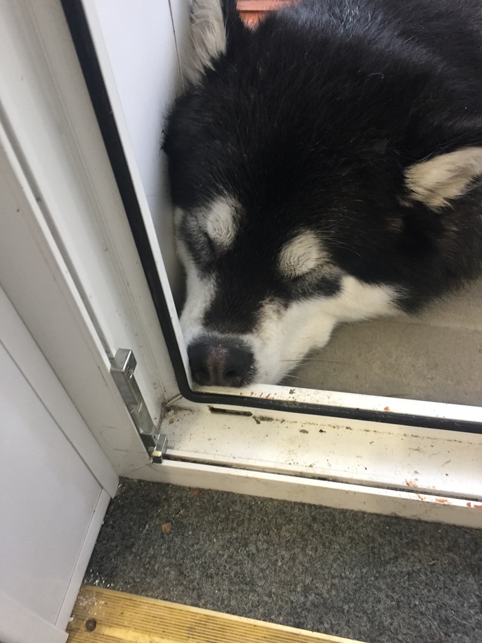 Ответ на пост «Довольная собака»