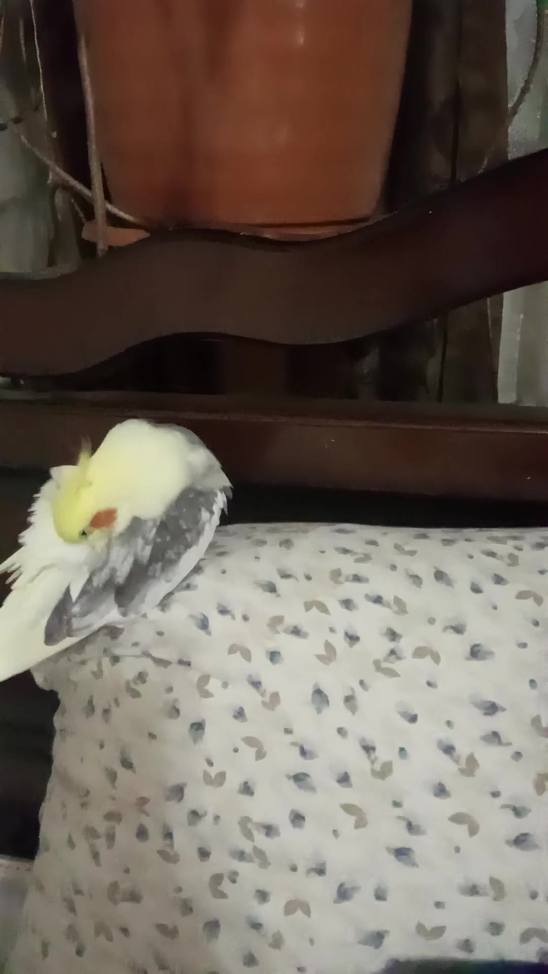 Смеющийся попугай в ленту) - Моё, Корелла, Попугай, Видео, Вертикальное видео, Короткие видео