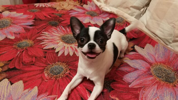 Любит поиграть на кровати