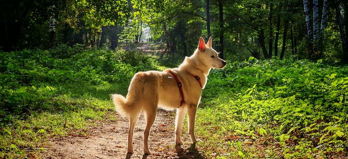 Ответ на пост «Довольная собака»