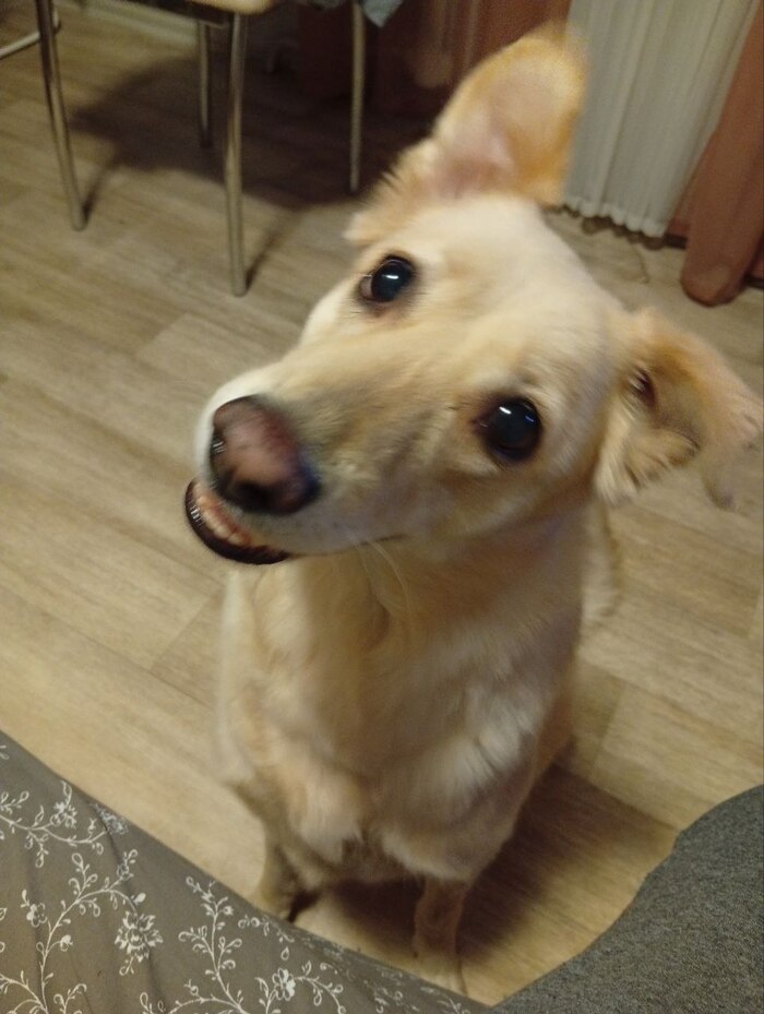 Ответ bober.stepan в «Довольная собака»