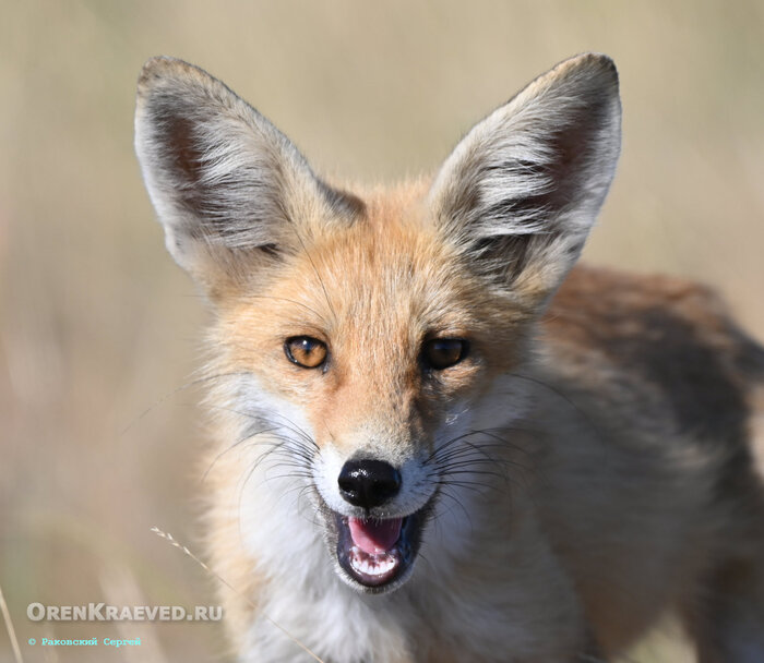 Встреча в степи