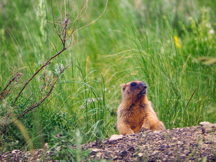 В такой позе он сидел минут 10, пока я подкрадывалась к нему.