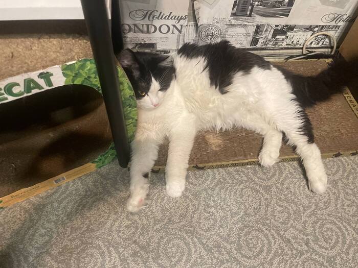 Противовес довольным собакам - Не довольный кот. Поехали