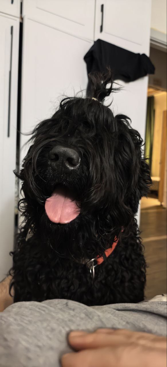 Ответ на пост «Довольная собака»