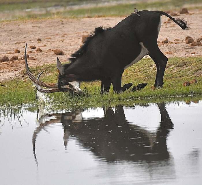 Чёрная антилопа.