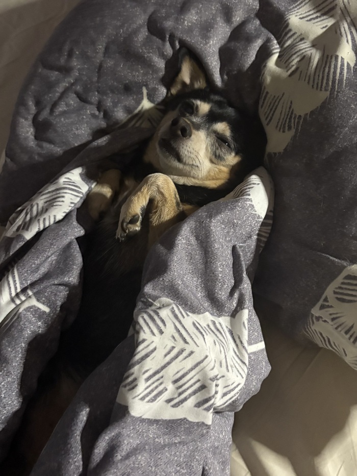 Ответ на пост «Довольная собака»