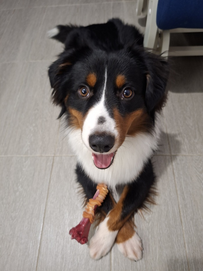 Ответ на пост «Довольная собака»