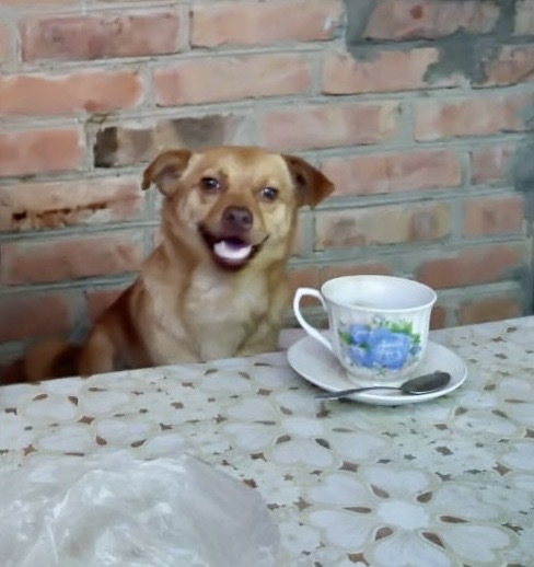 Ответ на пост «Довольная собака»