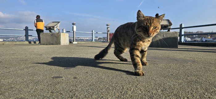 ГДЕ_МОЯ_РЫБА?!