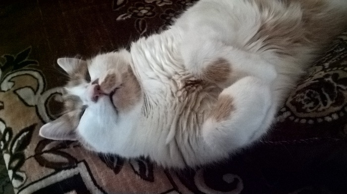 Есть посты "Довольная собака", но нет постов "Довольная кошка", несправедливо как-то