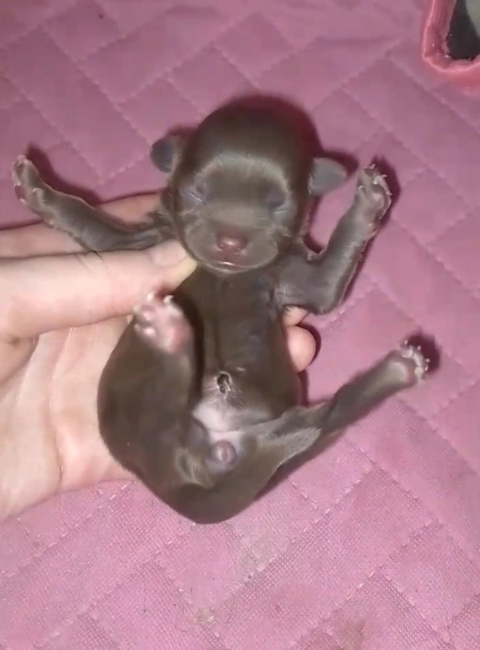 Ответ на пост «Довольная собака»