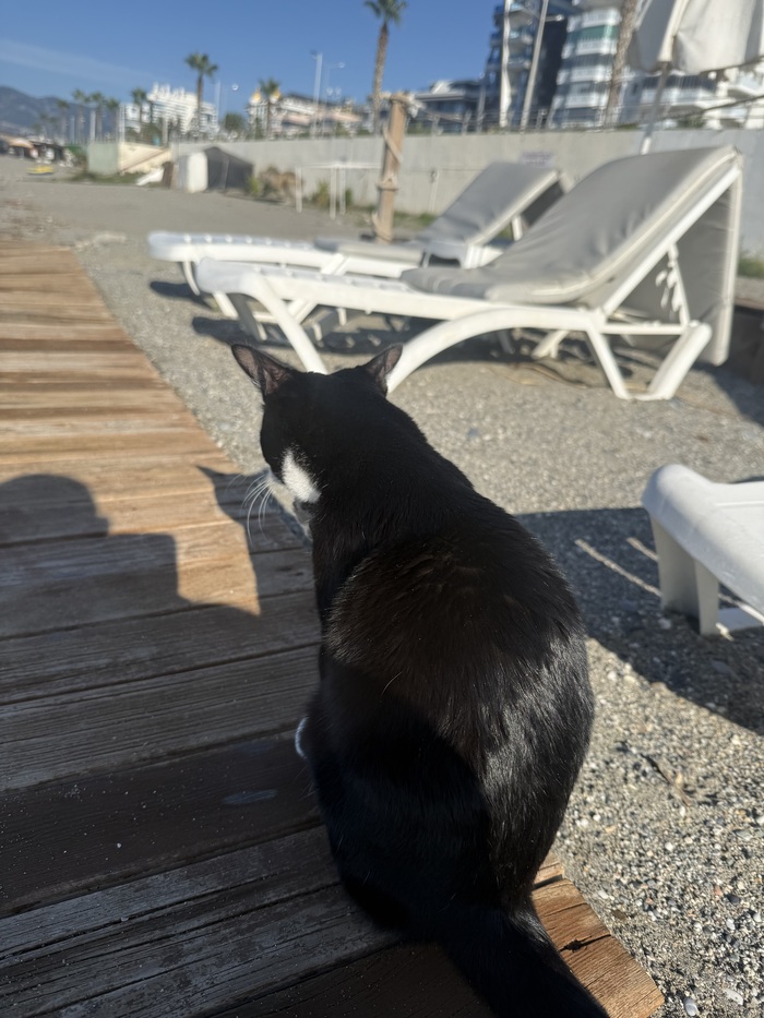 Консервированный тунец. Для салатов