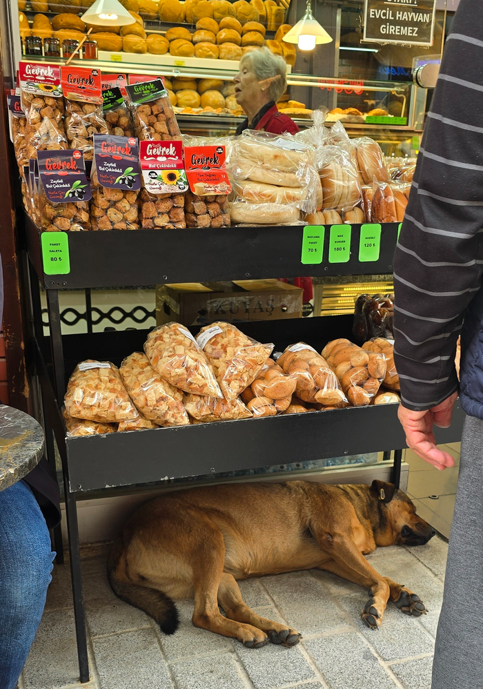 У собак конечно совсем не то положение в обществе...