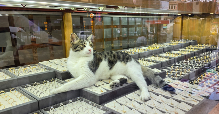 У этой хозяйки ювелирный салон