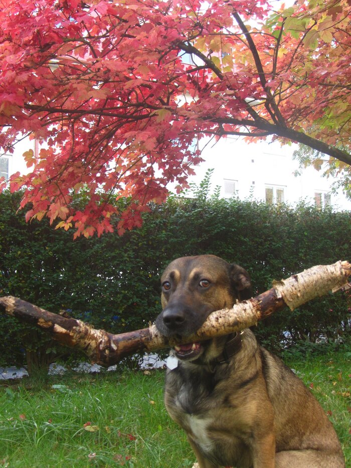 Нашел палочку и доволен.