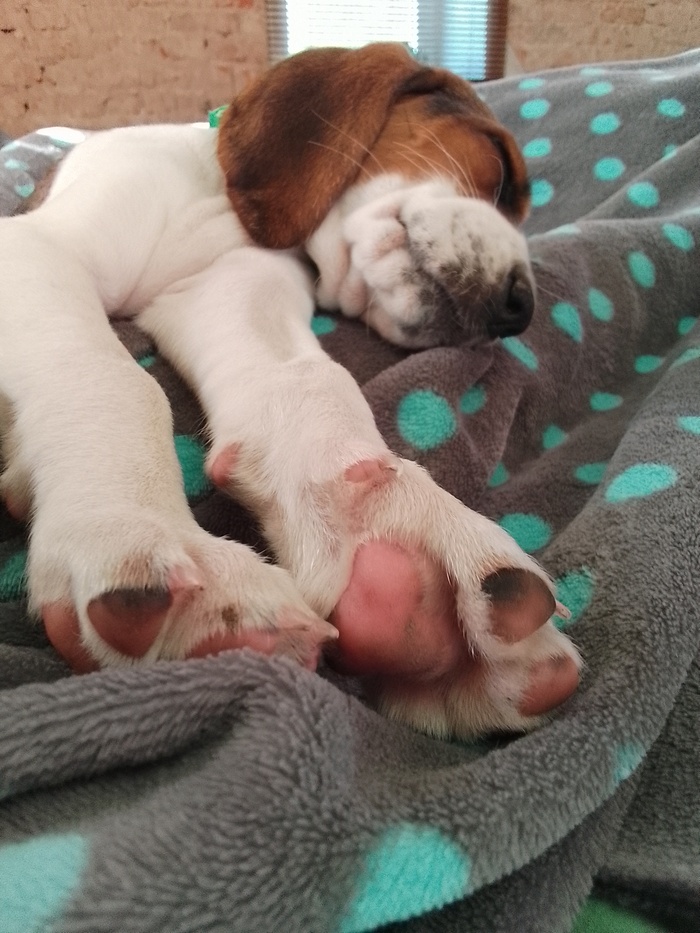 Наелась и спит