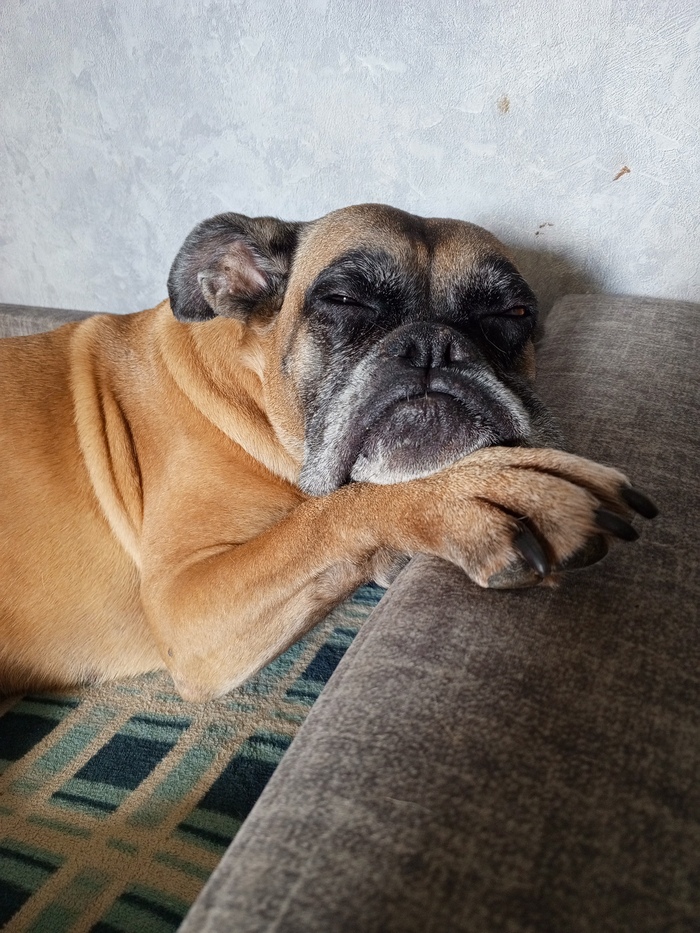 И моя довольная собака)