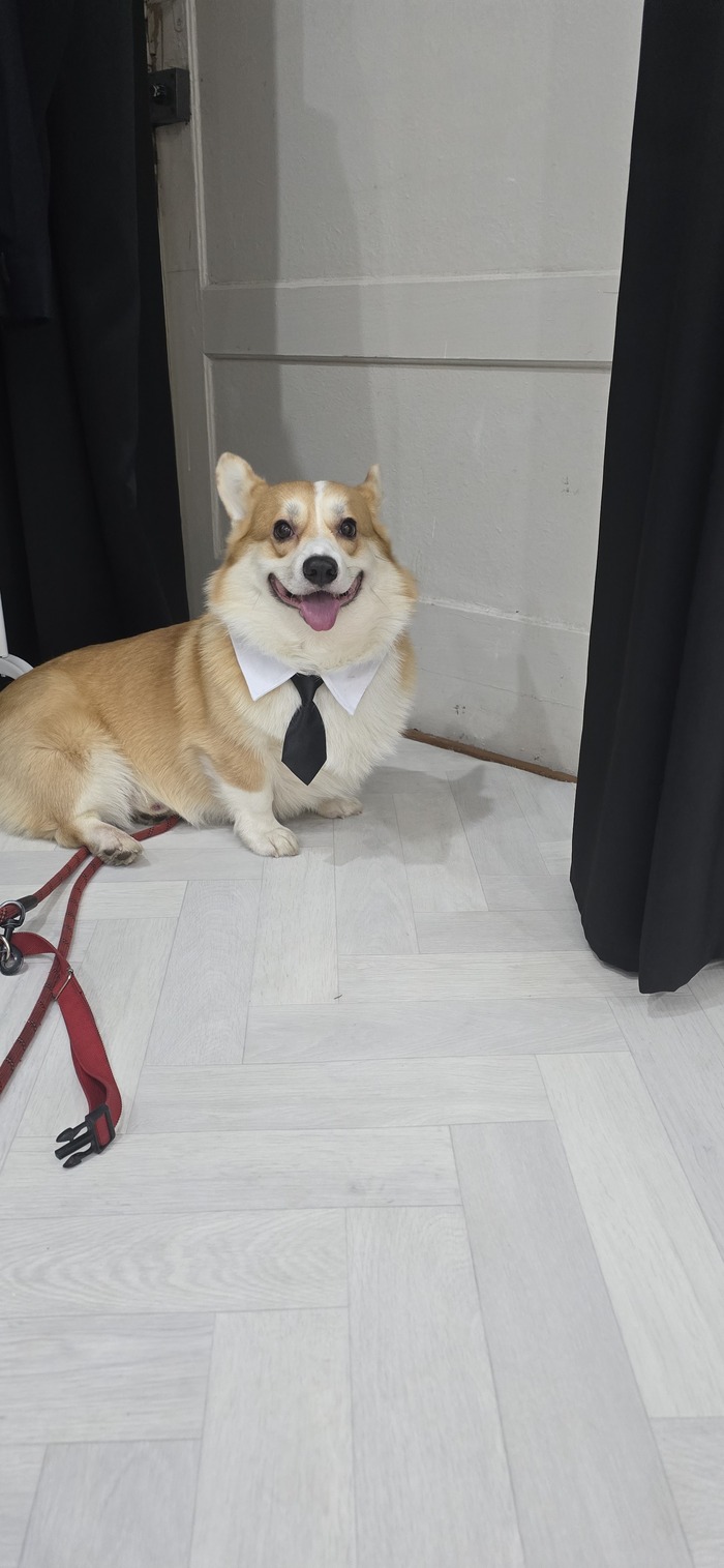 Ответ на пост «Довольная собака»