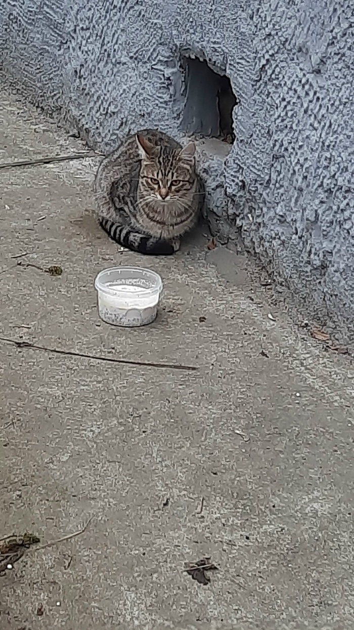 В подвале появился вот такой котик, а может кошечка!