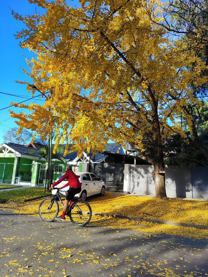 Аргентина, пригород Буэнос-Айреса. Поздняя осень (здесь это май, июнь)