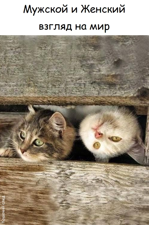 Мужское и женское