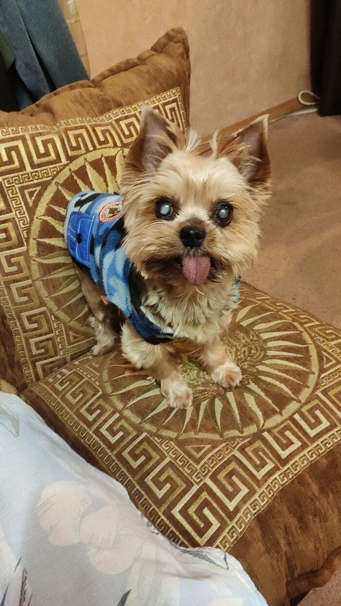 Довольный пёф