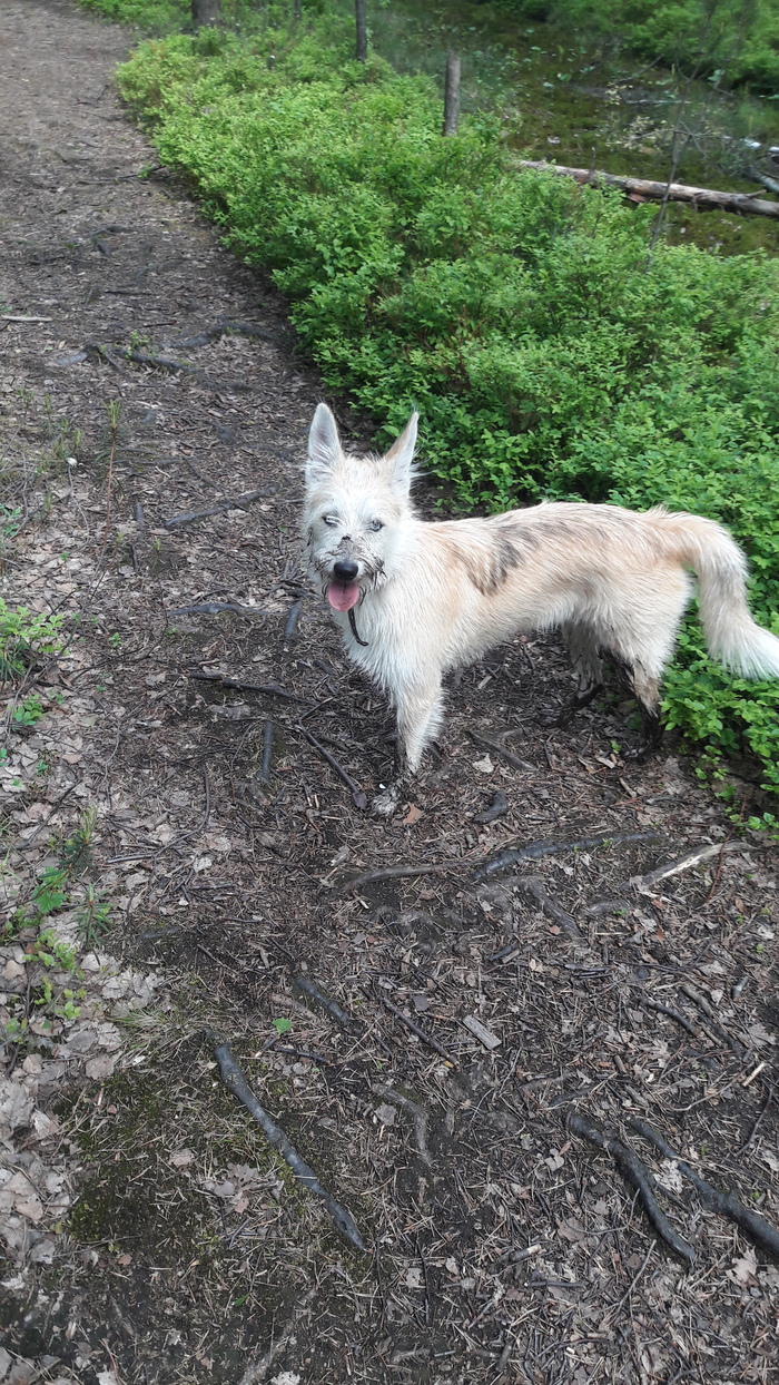 "Я из лесу вышел..."