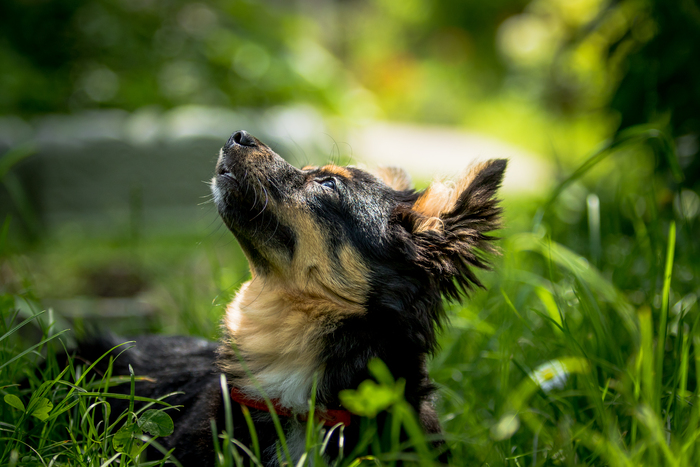 Ответ atomicledokol в «Довольная собака»