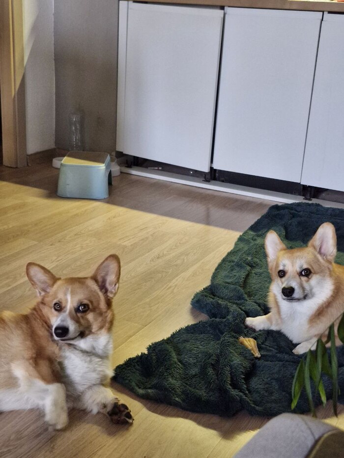 Обе собаки в недоумении