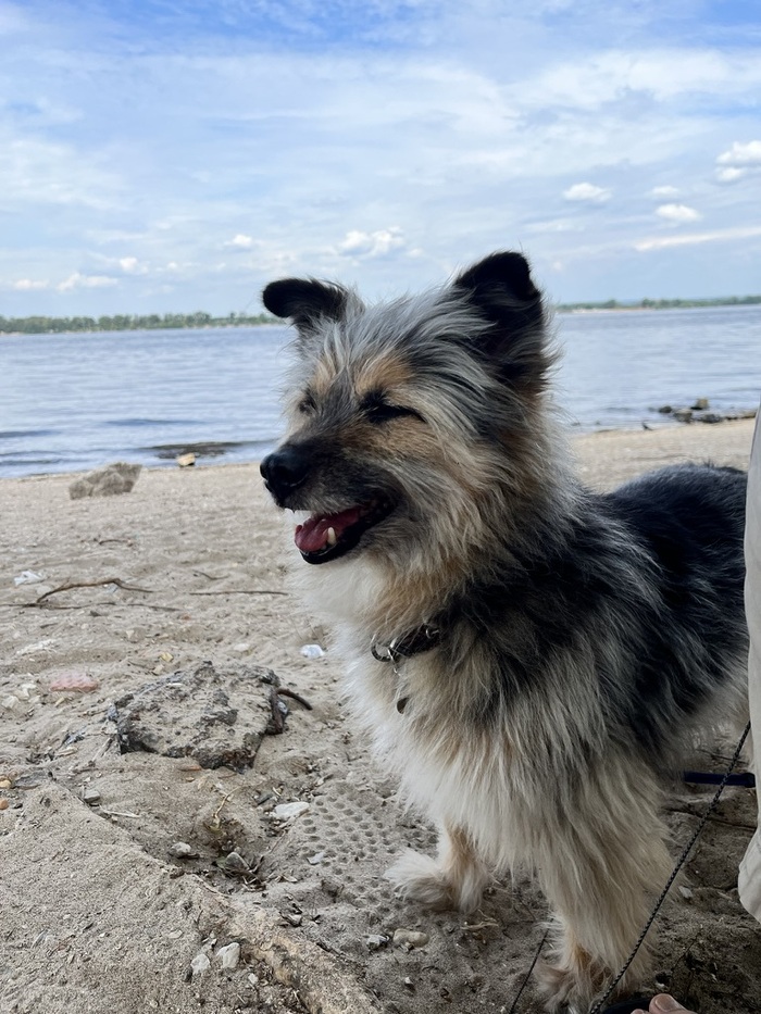 Это Ежик, сейчас ему около 15 лет