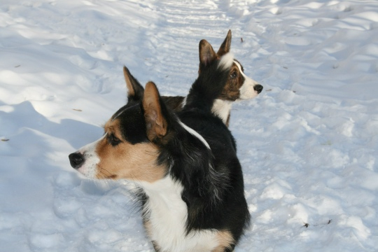 Ответ на пост «Довольная собака»