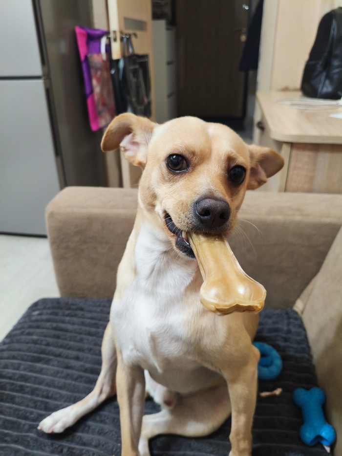 Ответ на пост «Довольная собака»