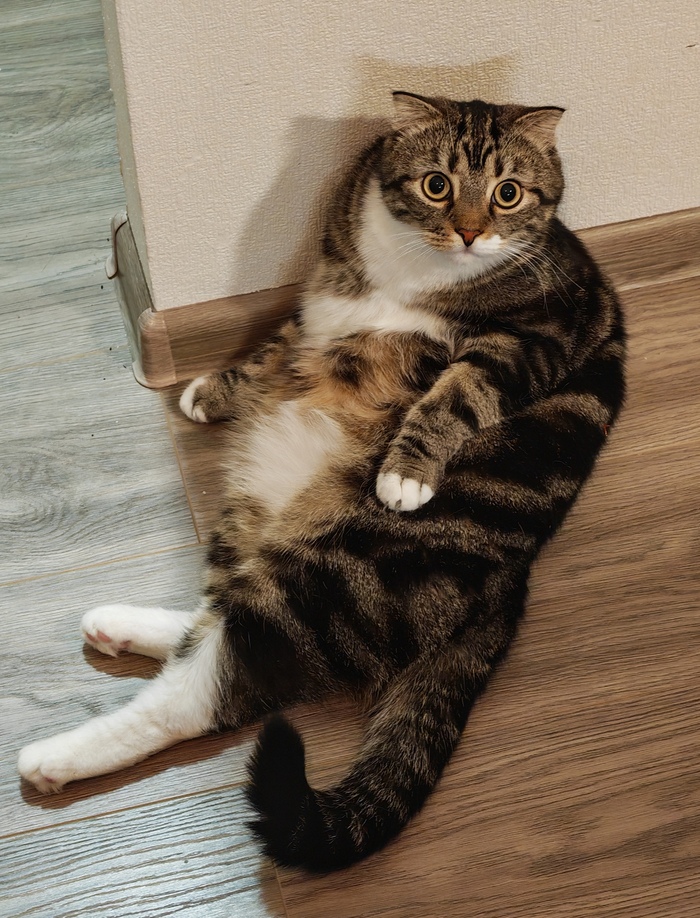 Ответ на пост «Недовольный кот»