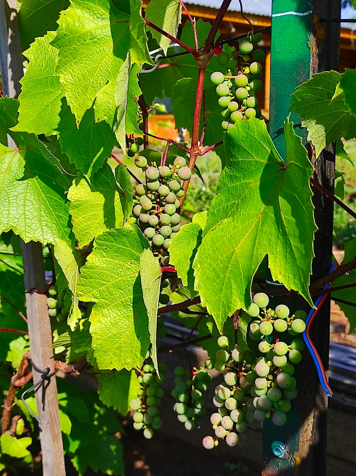 Северная лоза: как мы вырастим виноградник на вятском ветру