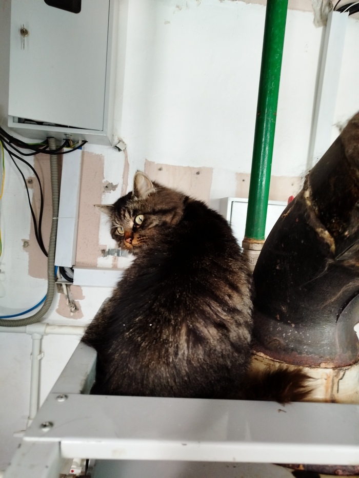 Ответ на пост «Недовольный кот»