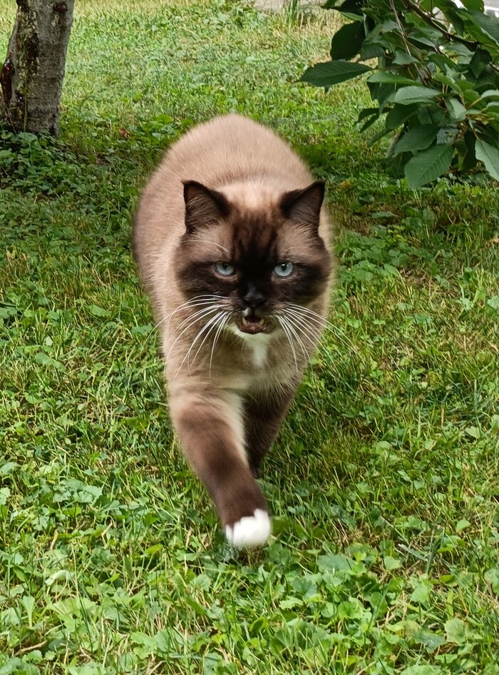 Ответ на пост «Недовольный кот»