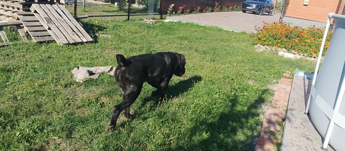 Недовольная собака