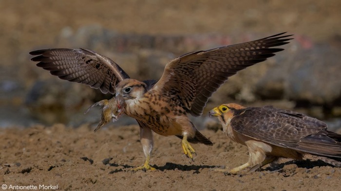 Молодой средиземноморский сокол осваивает уроки охоты под руководством мастера