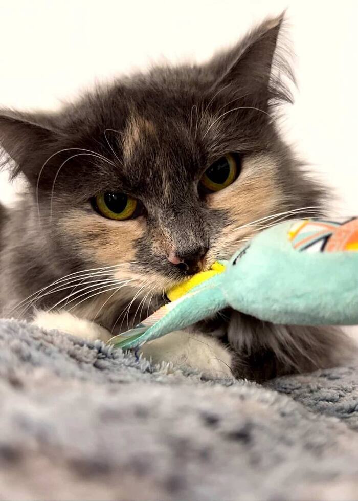 Скромная кошечка Анфиса ищет дом!