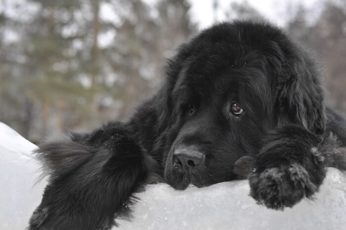Ответ на пост «На прогулке с собаками»