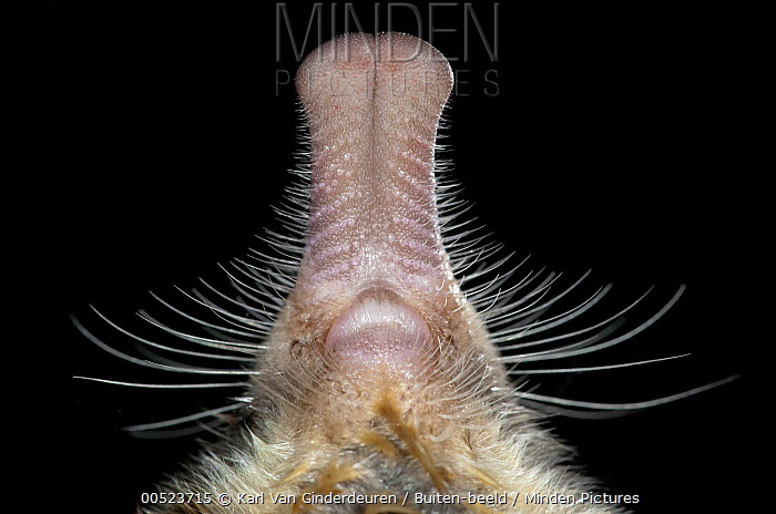 ��� ��� �� �����, ��������� ���...