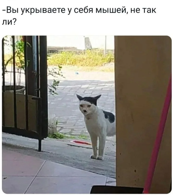 o6kbdocc.webp