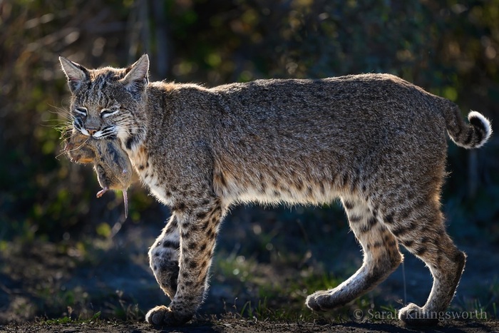 Рыжая рысь с добычей