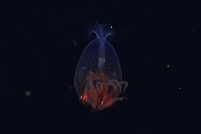 © Schmidt Ocean Institute